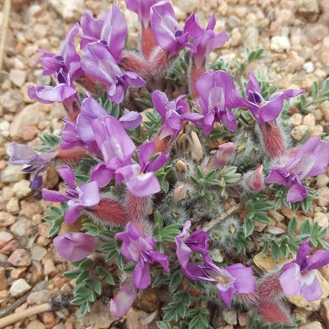 Random flowering plants