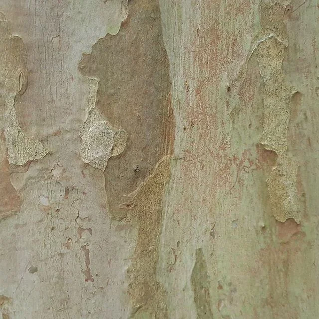 Nice tree bark sample
