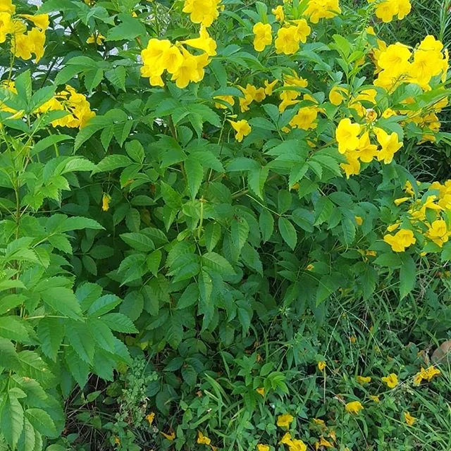 Random pictures of flowers. (My personal picture stock)
