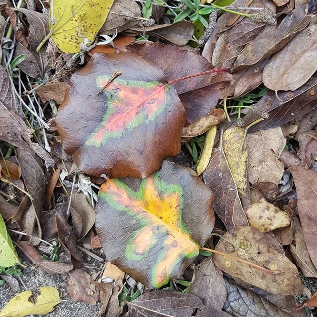 Cool leaf pattern on the leaf losing the fall coloring.