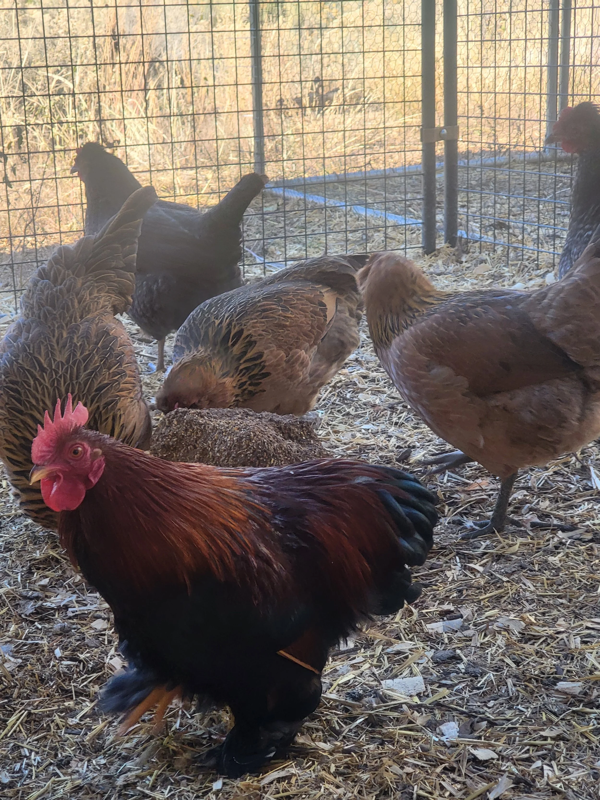 Chickens.jpg