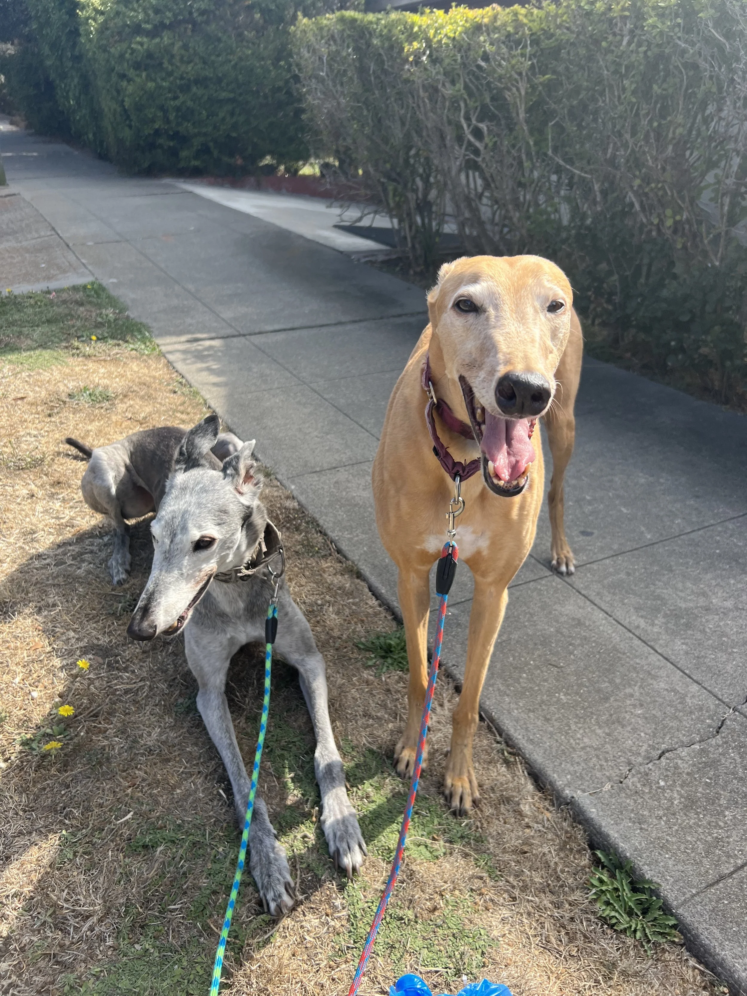 Rocky and Layla 2.jpeg