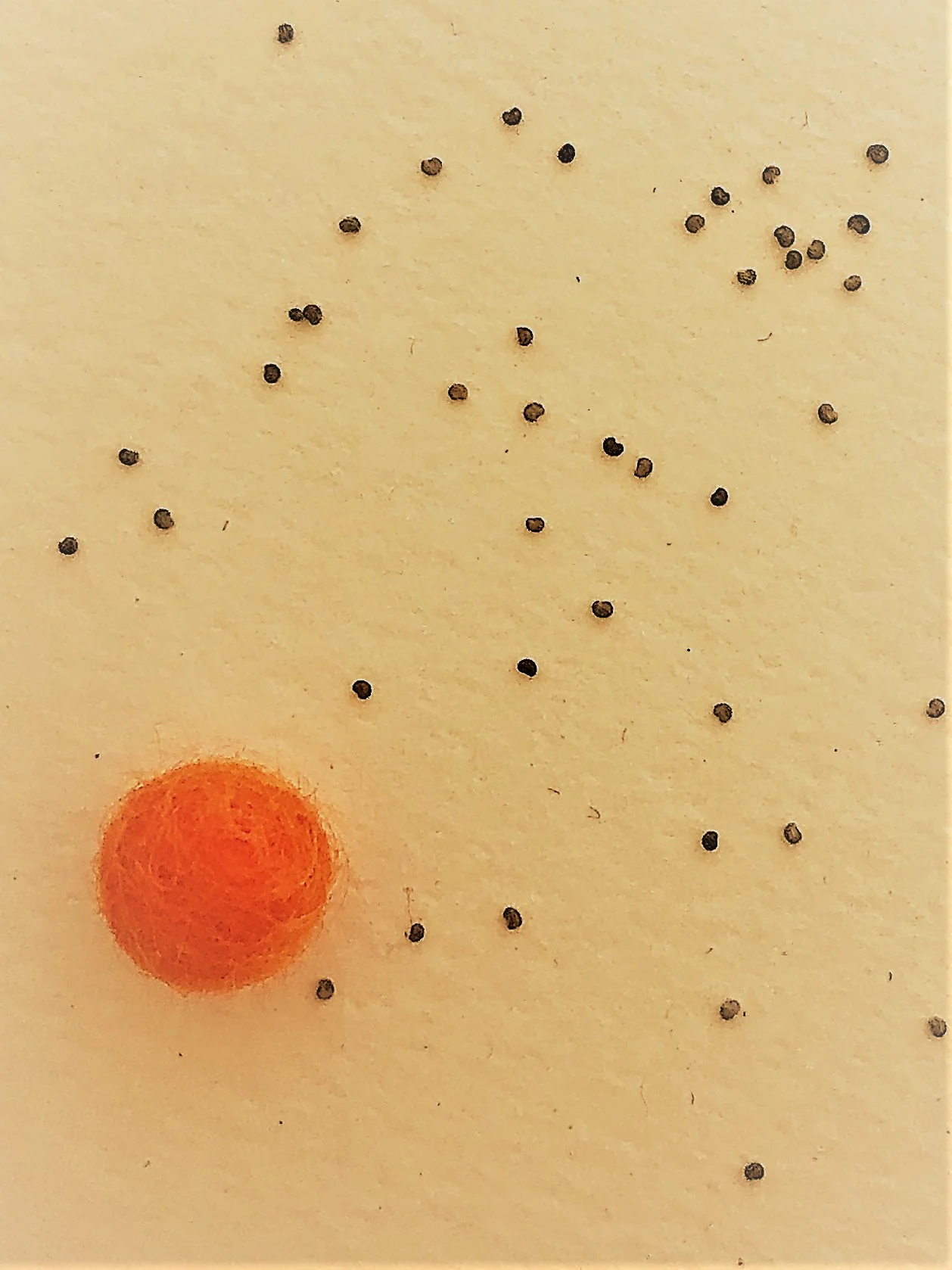 Orange Poppy
