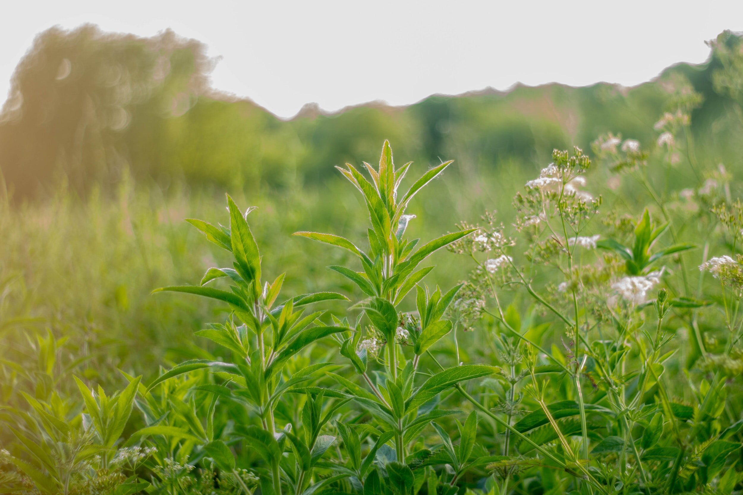 9 Ways to Connect with Nature (+ Why You Should!)