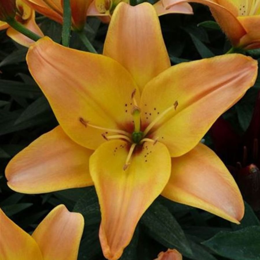 Easy-Fantasy-Lily_450x@2x.jpg
