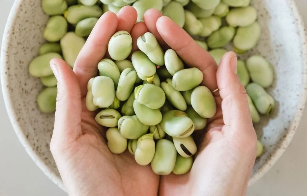Fava Beans Nutrition 7 Incredible Health Benefits — Hitchcock Farms