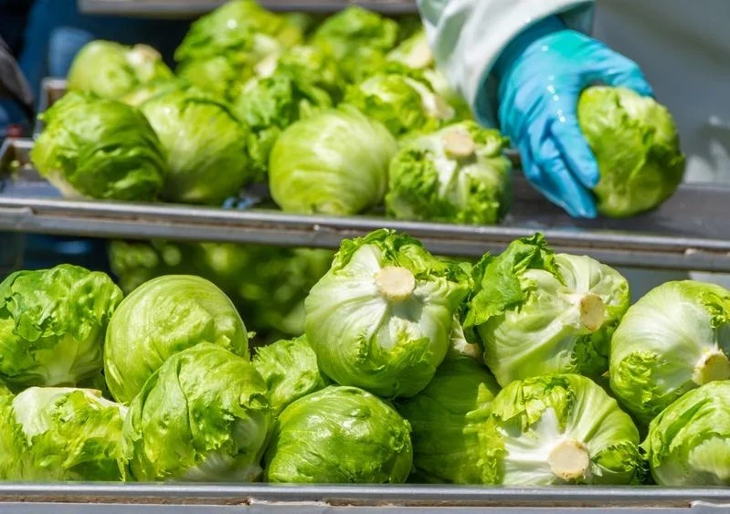 Hitchcock Farms iceberg lettuce harvest