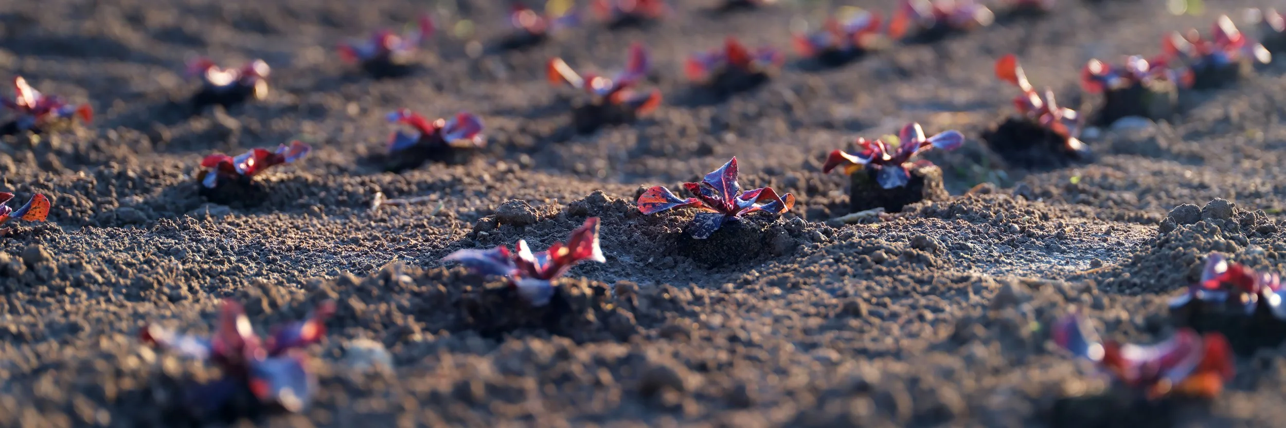 Hitchcock Farms Red Little Gem Field.jpg