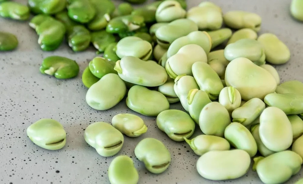 Fava Beans Nutrition 7 Incredible Health Benefits — Hitchcock Farms
