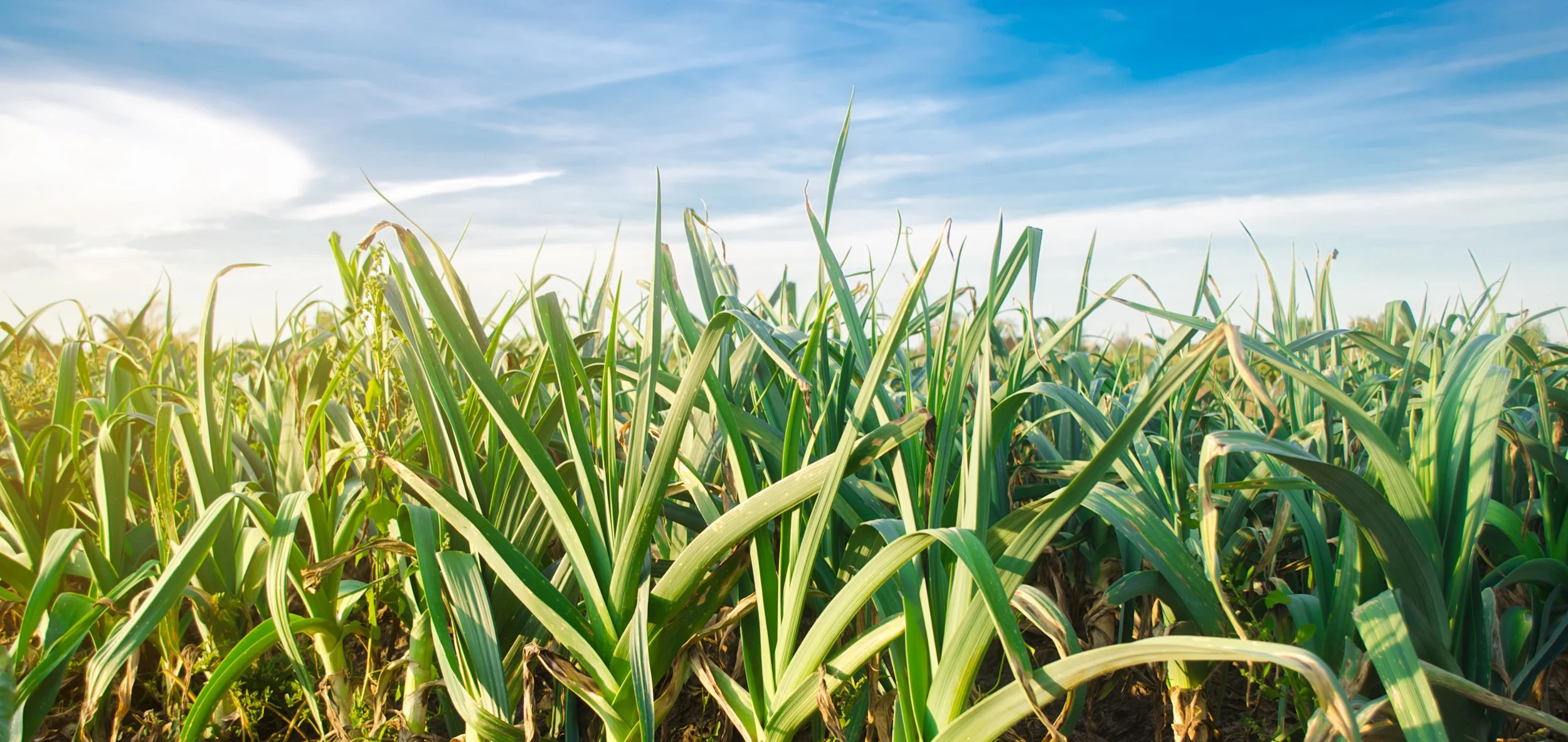Leek Header.jpg