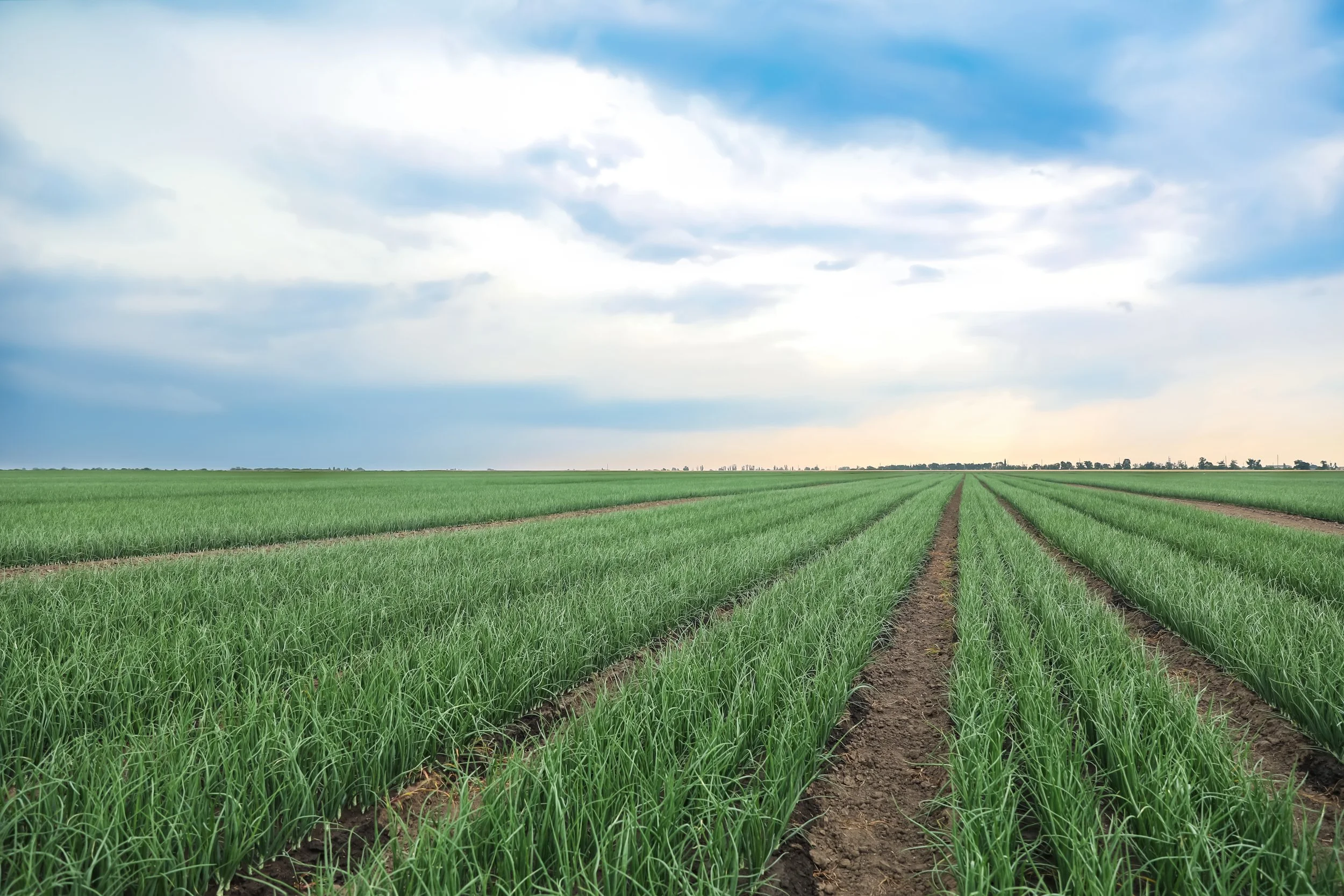 Green Onion Field.jpg