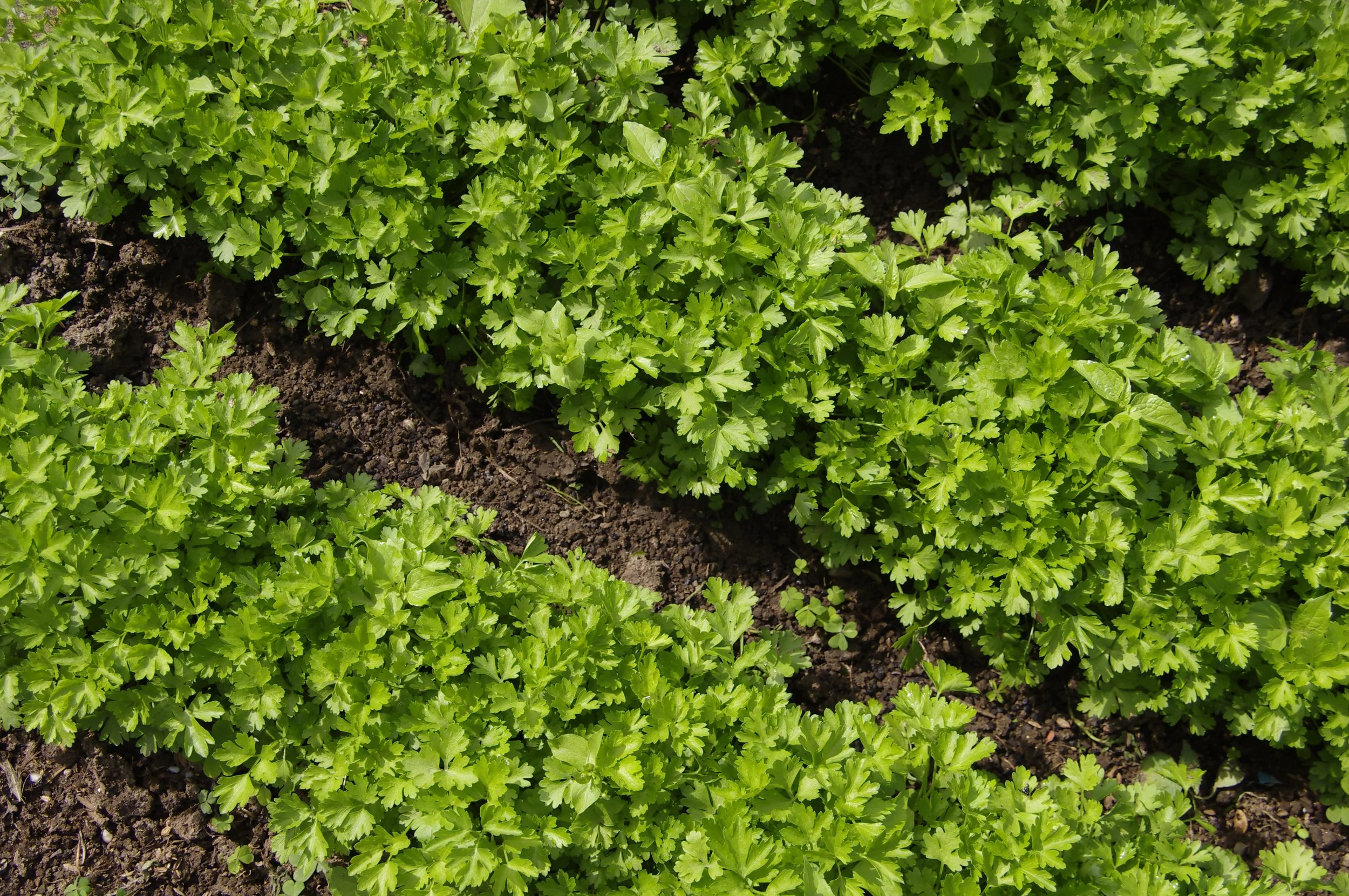 Flat Parsley Field.jpg