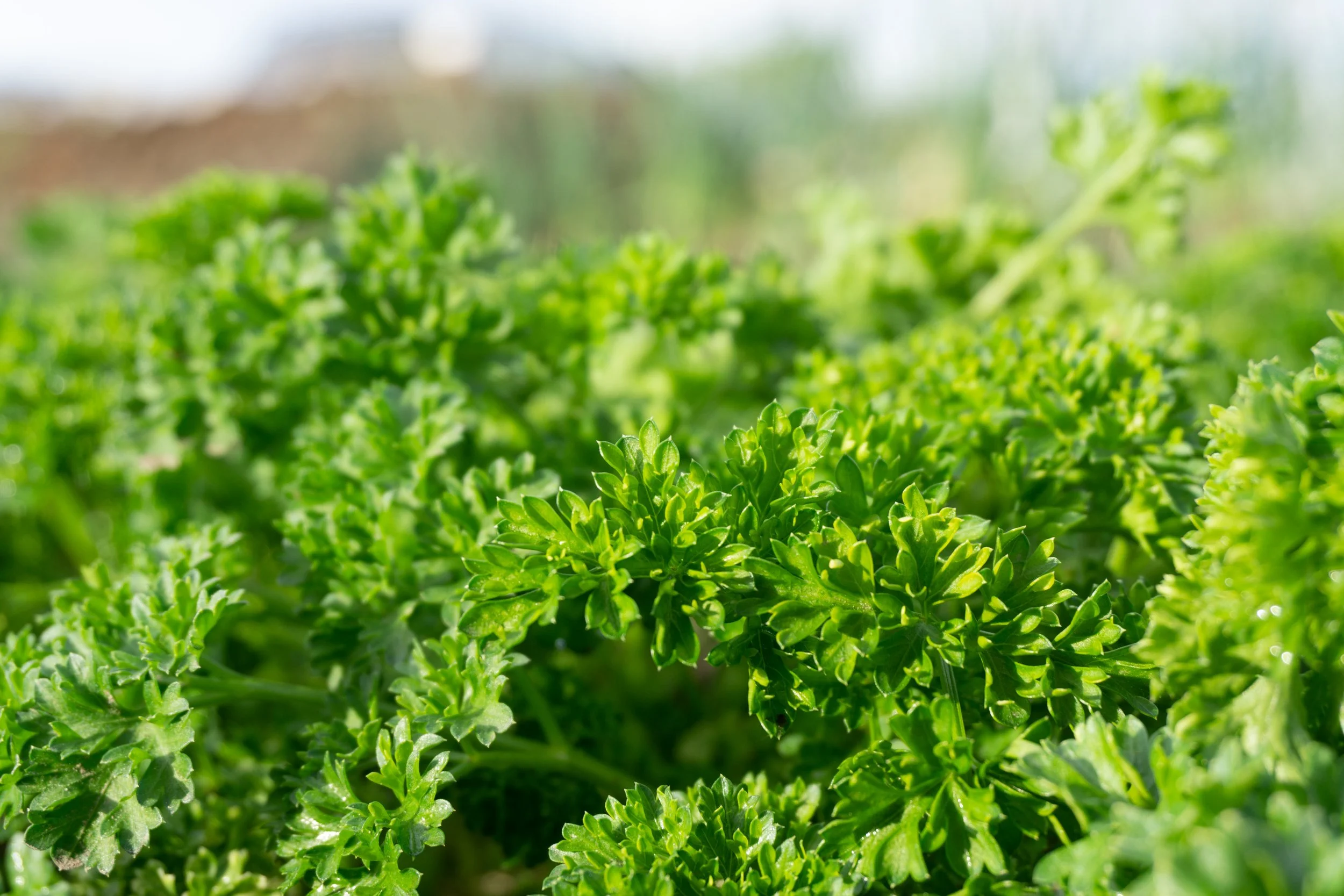 Curly Parsley Field.jpg