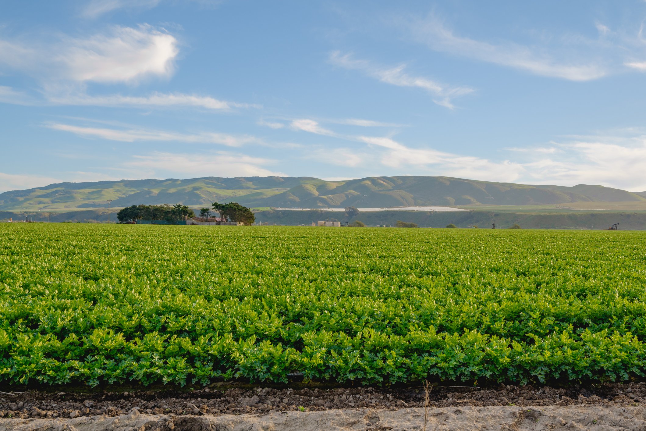 Hitchcock Farms Celery Header.jpg
