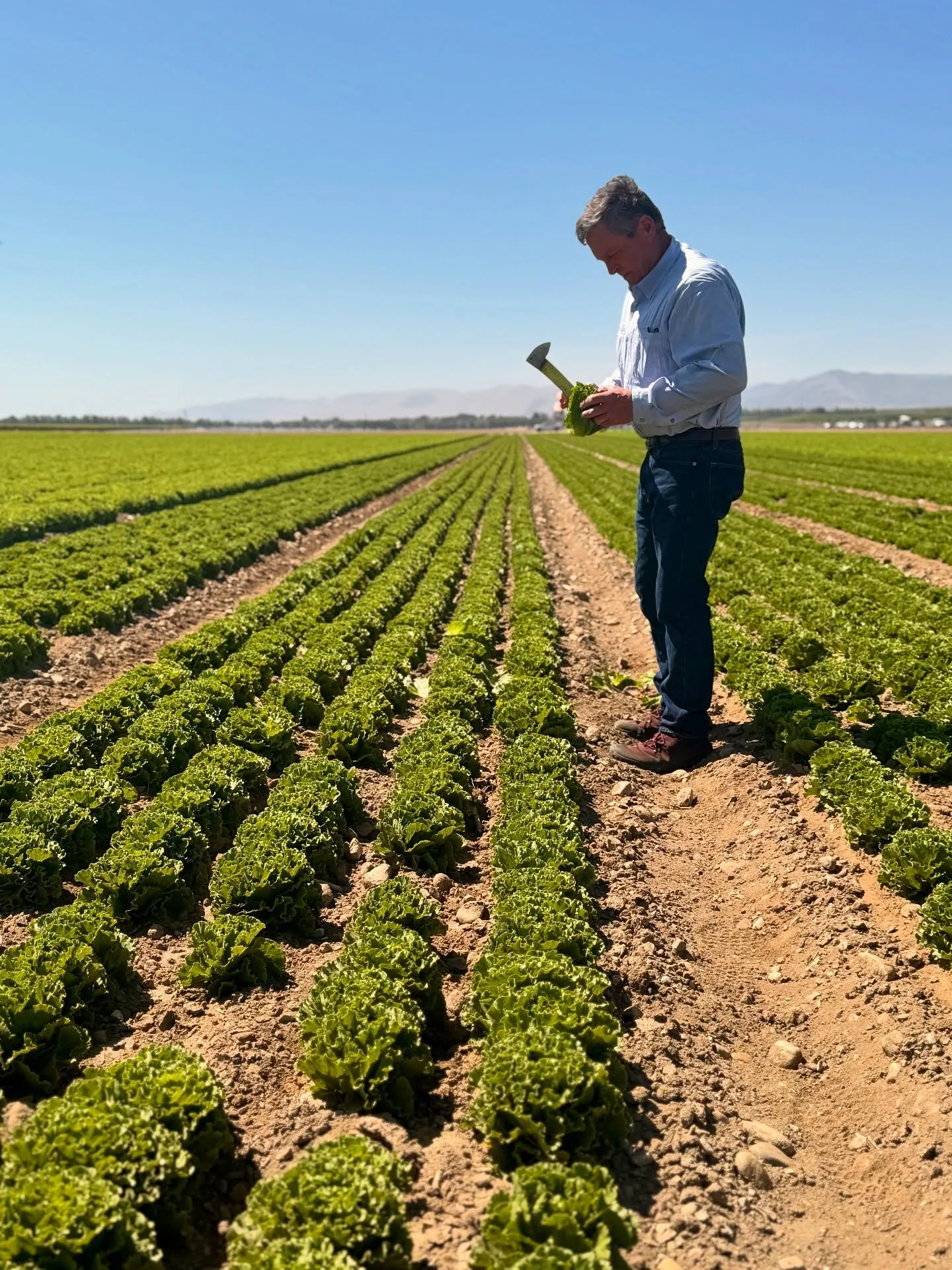 Friday field checks 👀 Farmer-in-chief, Jeff Hitchcock checking in on a Supreme Leaf lettuce field 🥬🔪

#hitchcockfarms #farming #farmer #fields #fieldviews #lettucefield #knowyourfarmer #salinasvalley #agriculture