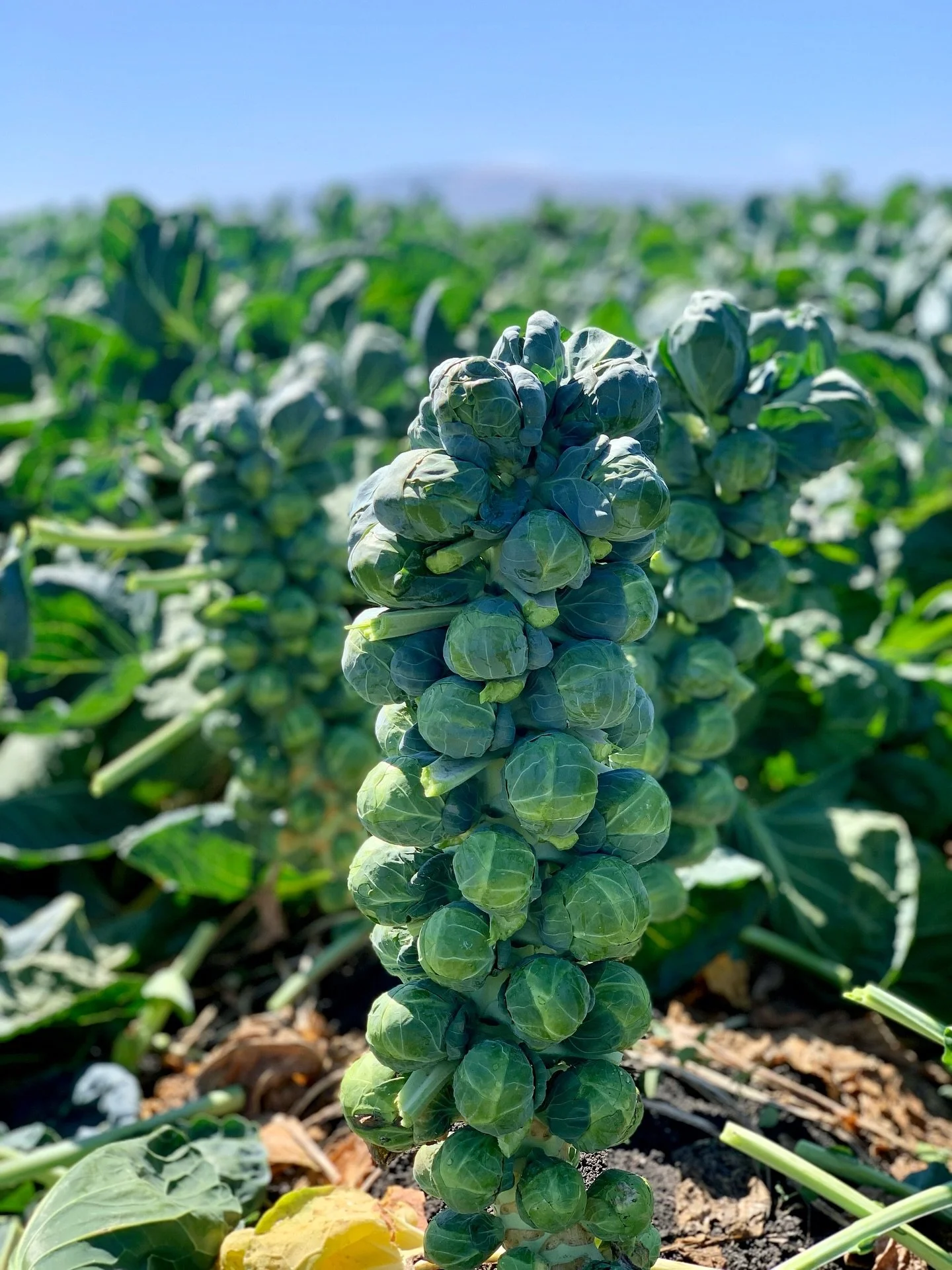 It&rsquo;s that time of year when the brussels sprouts are poppin&rsquo;! 🌱

#hitchcockfarms #farm #farming #brusselssprouts #field #fieldviews  #agriculture #freshproduce #farmon #knowyourfarmer