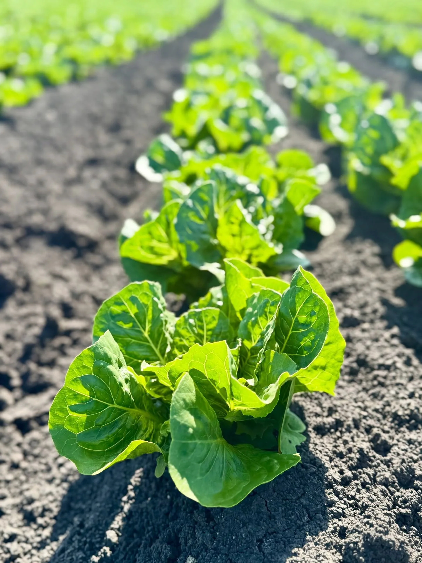 Love a good before and after 🌱🥬

#hitchcockfarms #farming #romaine
#romainelettuce #field #fieldviews #farmon #agriculture #freshproduce #knowyourfarmer