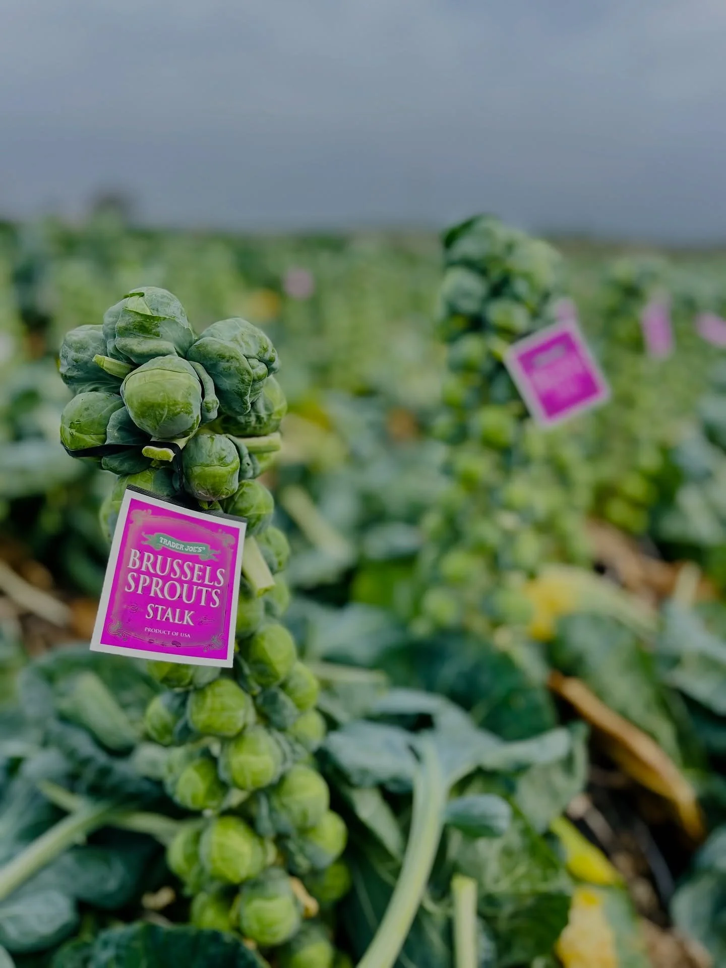 Brussels sprout stalks are here!!! Go get ‘em at @traderjoes ๐๐ผ‍โ๏ธ๐ฑ
#hitchcockfarms #brusselssprouts
#brusselsproutstalks #seasonalproduce #traderjoes #freshproduce #agriculture #knowyourfarmer
