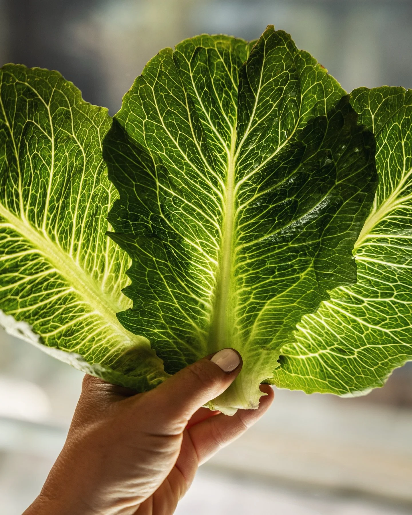 Up close with our new CrispHeart lettuce 👀🥬 This is a Cosberg variety, which is half romaine and half iceberg lettuce. It has all the crunch of romaine, and all the sweetness of iceberg - the best of both! Plus it comes in a cute, mini size 🤌

#hi