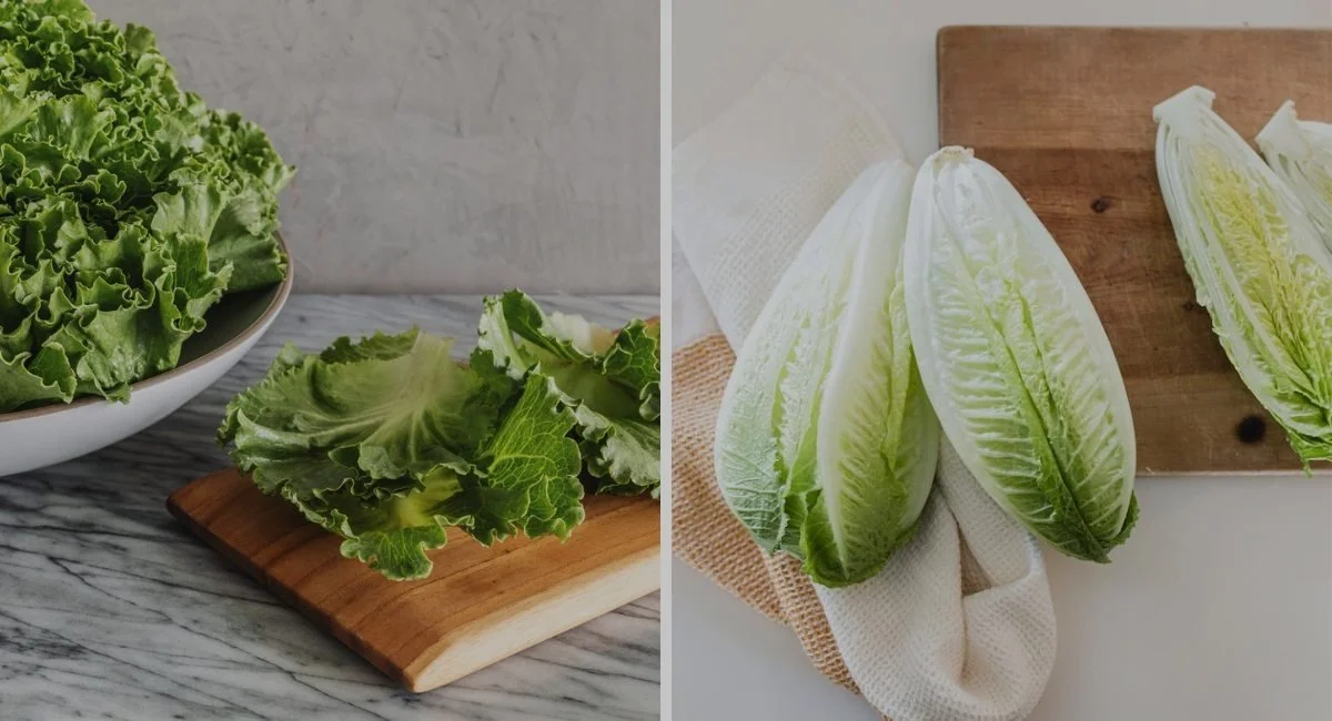Green Leaf vs Romaine Lettuce: What Are the Key Differences?