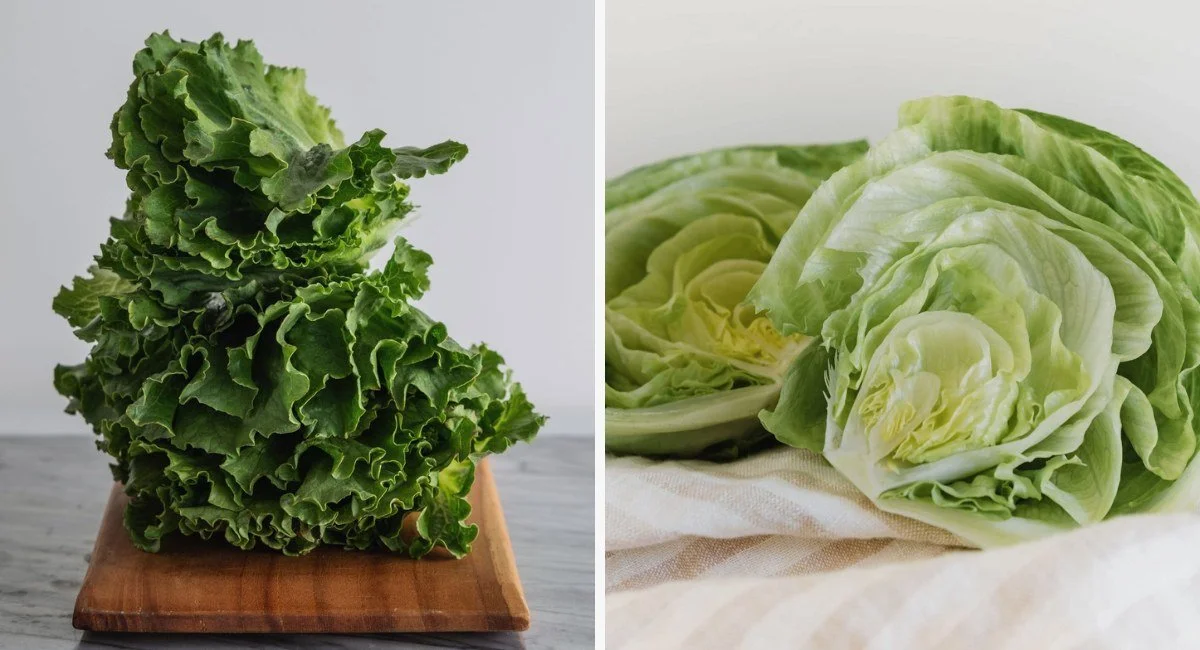 Green Leaf vs Iceberg Lettuce: A Complete Comparison