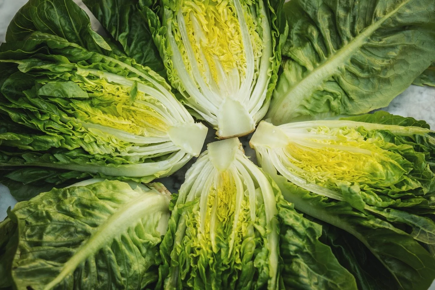 Can&rsquo;t get enough of our new Little Gems! The color! The crunch! 🥬🤌 

#hitchcockfarms #farming #littlegems #lettuce #leafygreens