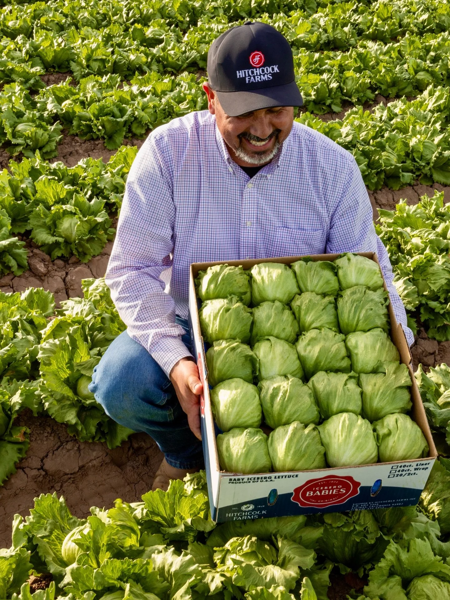 Our Iceberg Babies looking fresh out in the field! 🌱

#hitchcockfarms #farming #farmer #icebergbabies #field