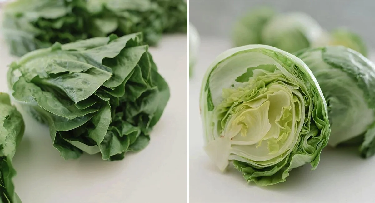 Romaine vs Iceberg Lettuce: What Are the Differences?