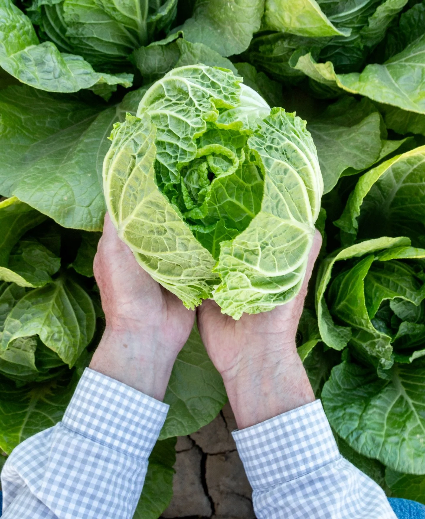 Happy Earth Day 🌱 

As farmers, every day is Earth Day - but today is a good reminder to pause and appreciate the land that sustains us all. We believe fresh food should nourish more than just people - it should support a healthier planet too 🌎

Se