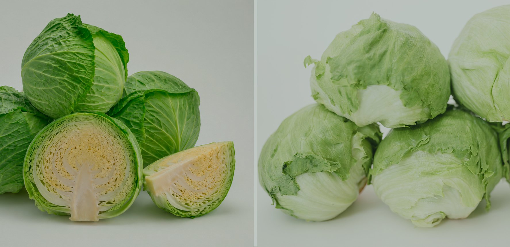 Cabbage vs. Iceberg Lettuce: What Are the Differences?