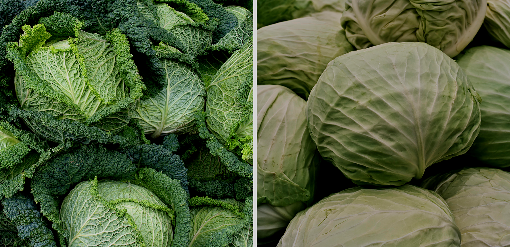 Savoy Cabbage vs. Green Cabbage: What Are the Differences?