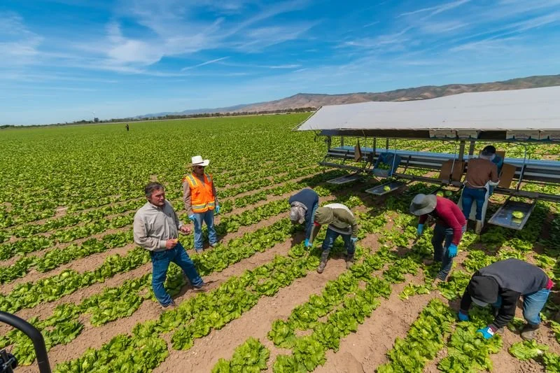 Hitchcock Farms Harvesting