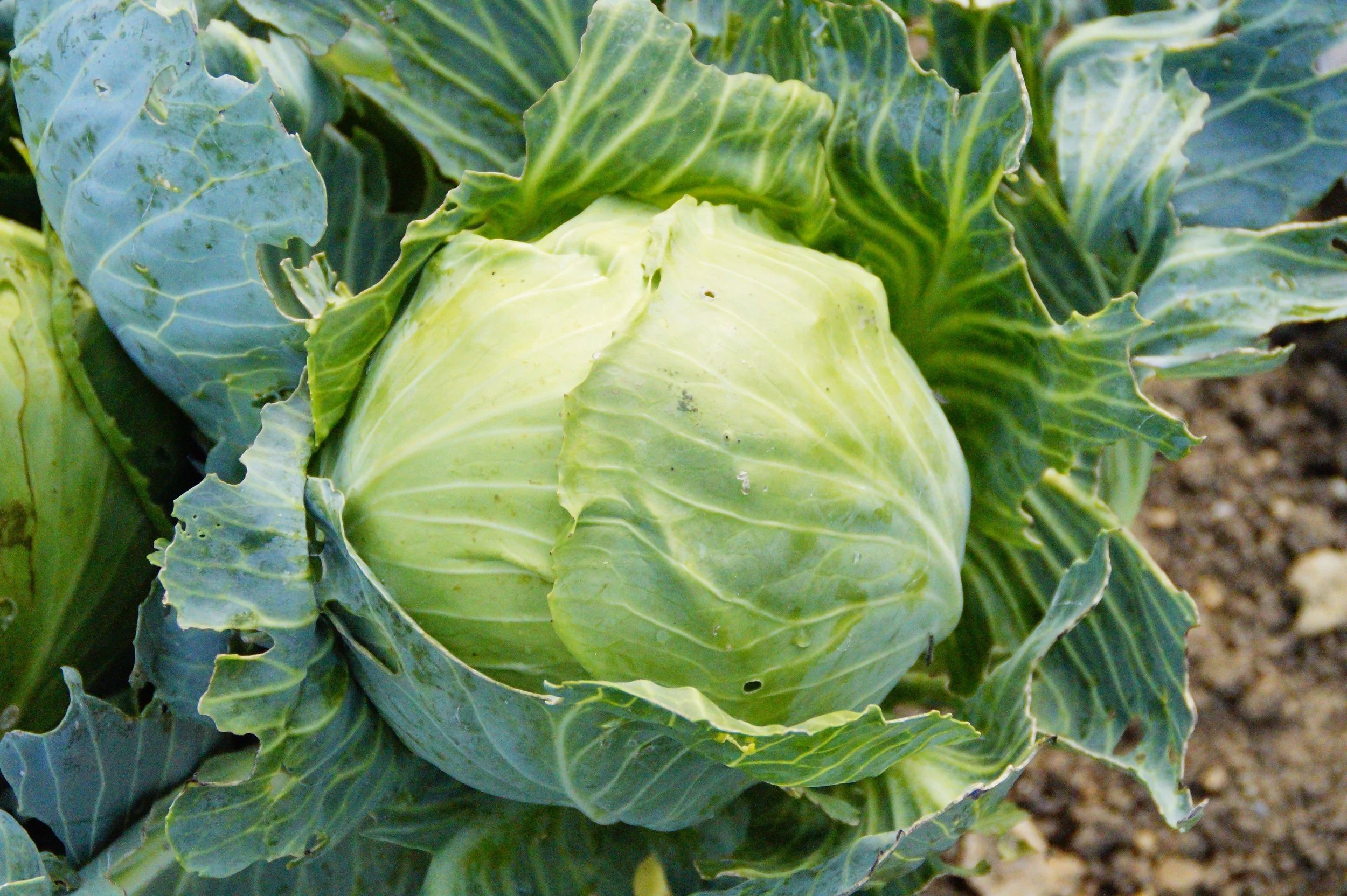 Green Cabbage