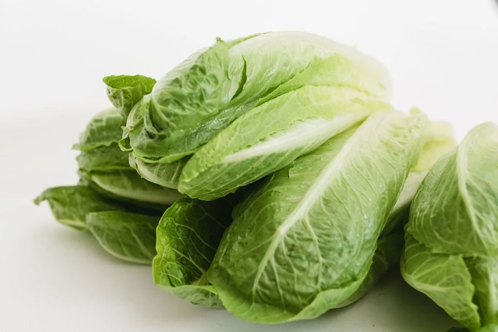 romaine lettuce