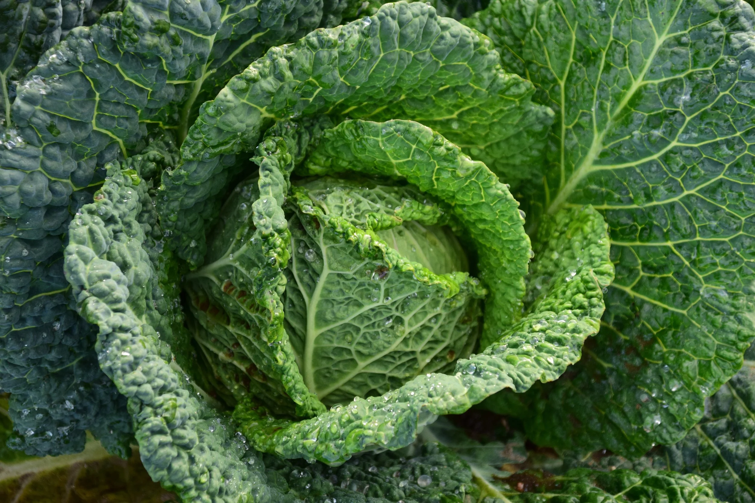 Savoy Cabbage