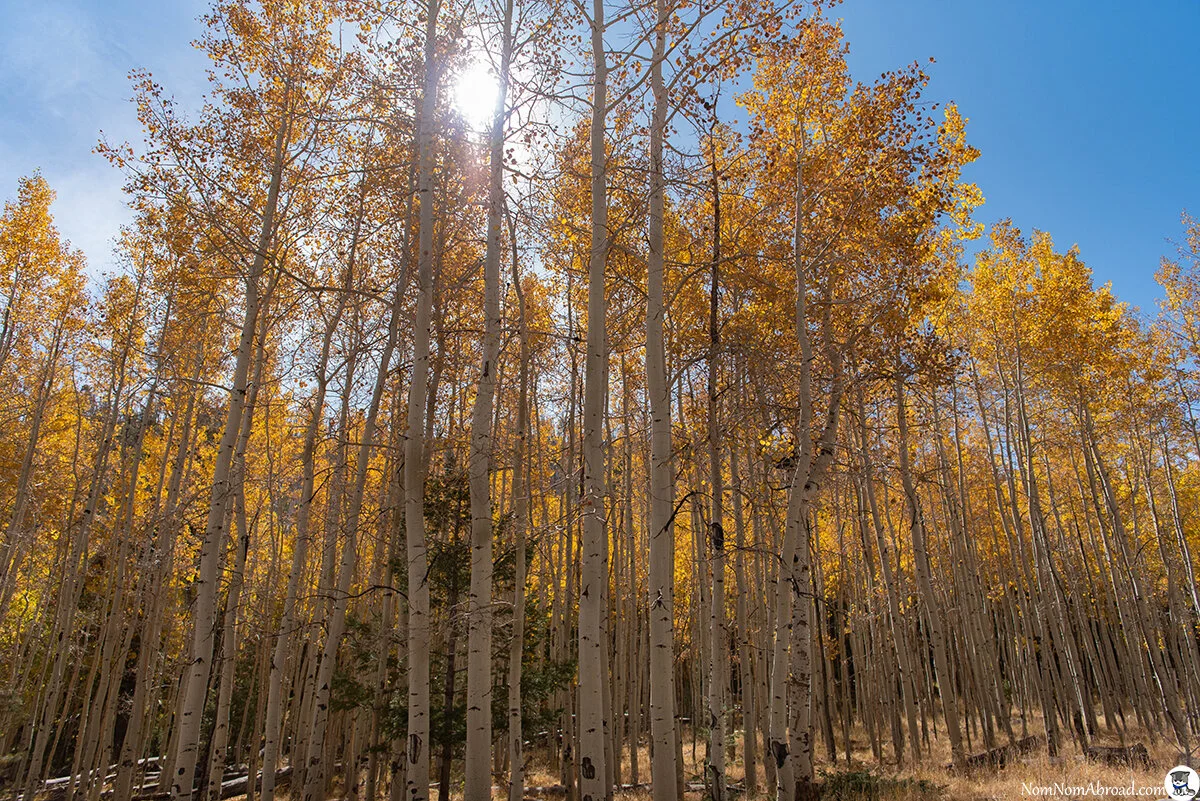 Lockett Meadow