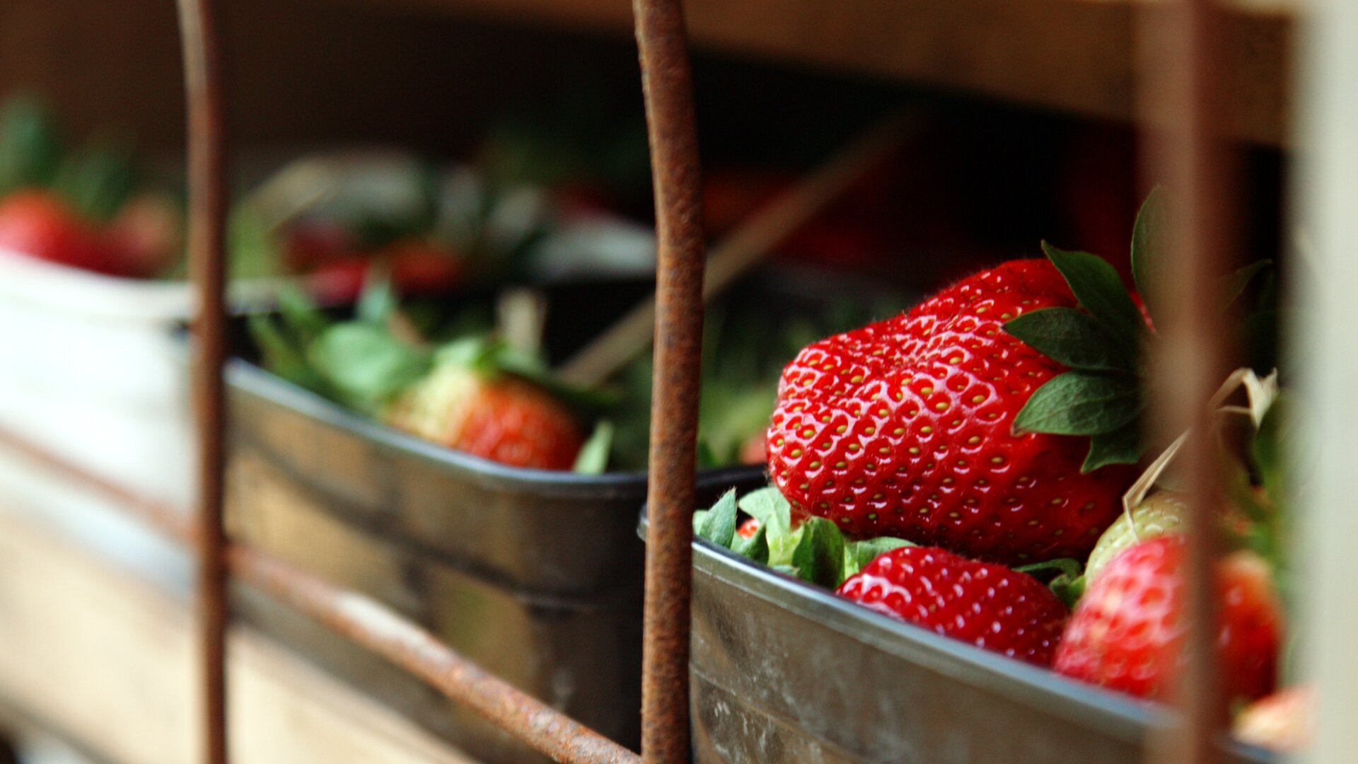 Phil Gregs Strawberries stills_1.1.57.jpg