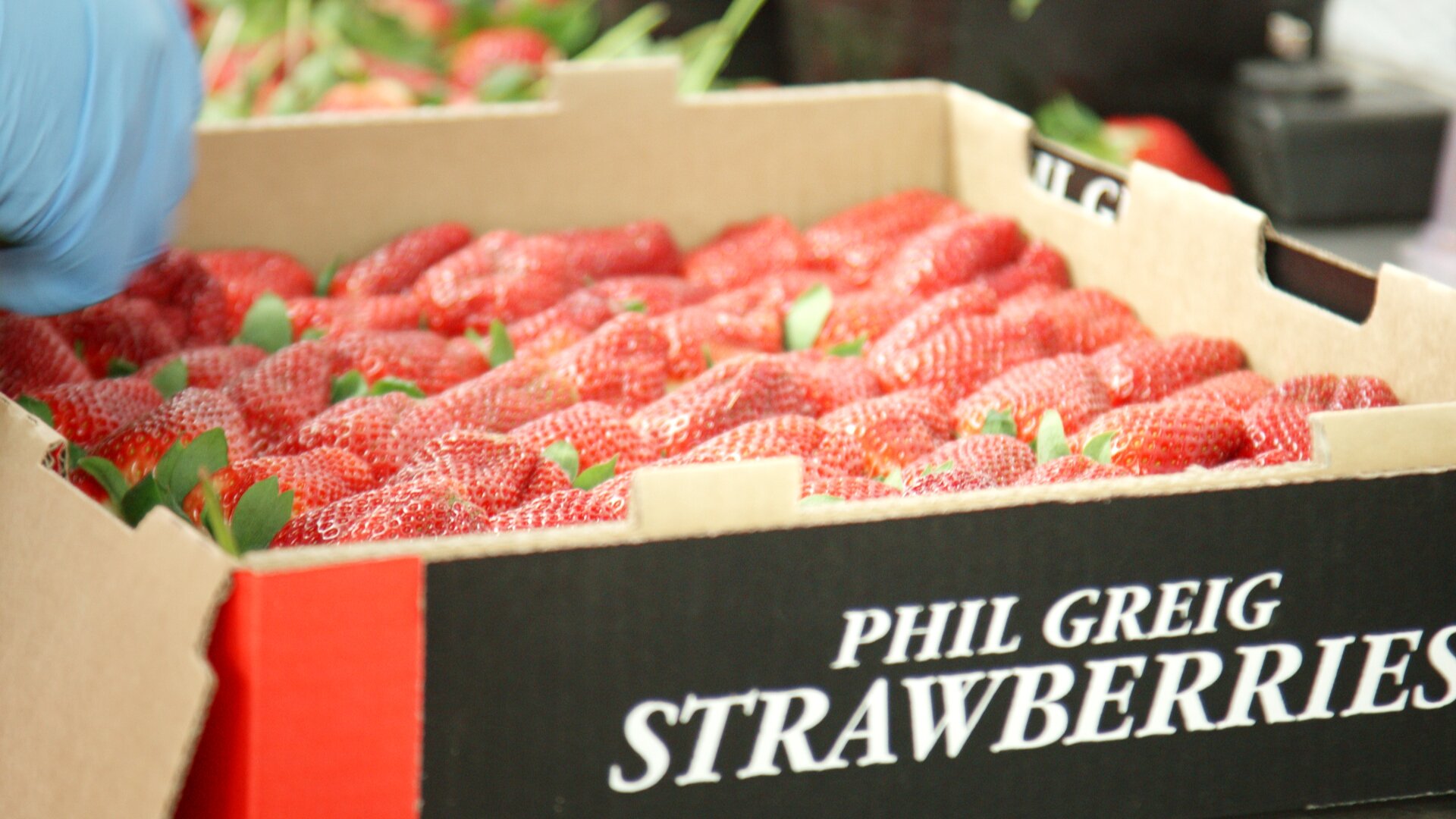 Phil Gregs Strawberries stills_1.1.66.jpg
