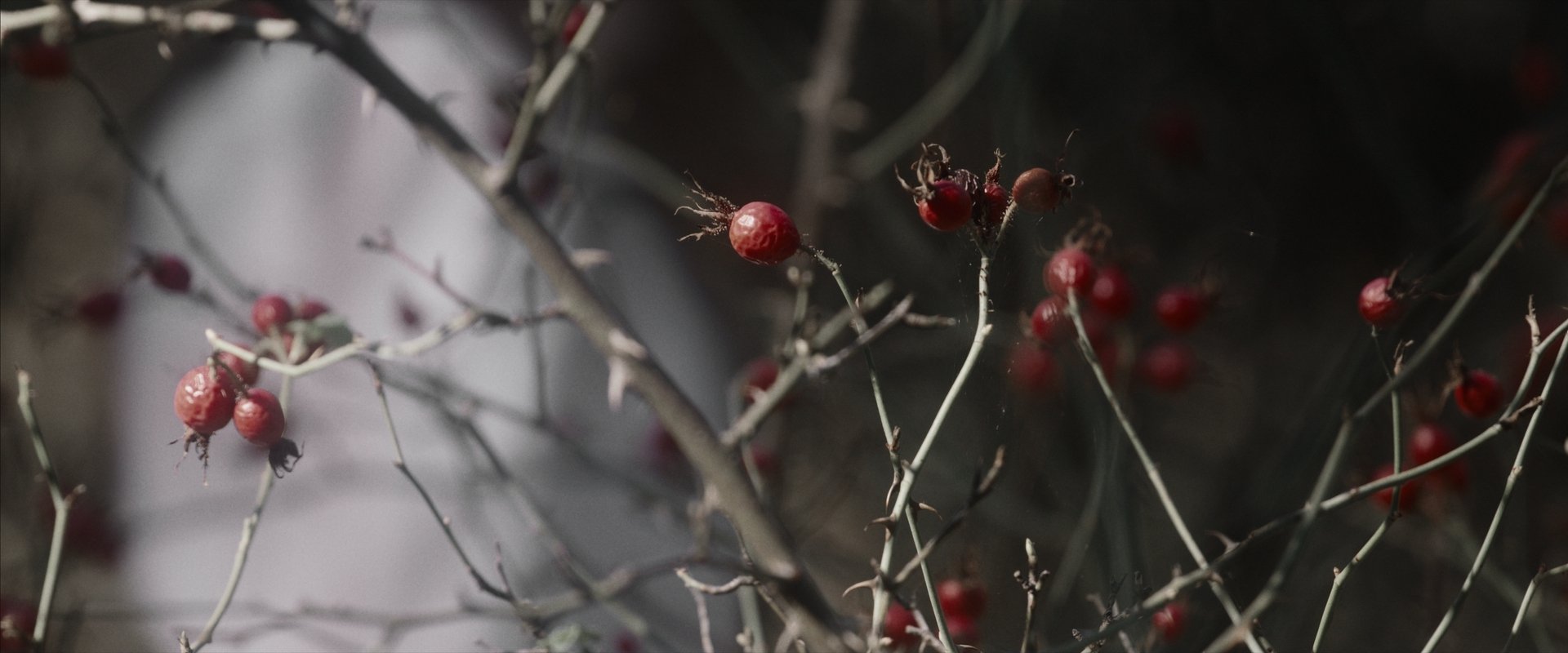 Raspberry Vine stills_1.41.1.jpg