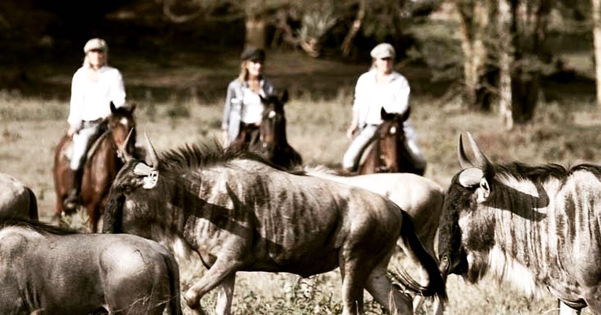 𝐖𝐡𝐨 𝐰𝐨𝐮𝐥𝐝 𝐟𝐚𝐧𝐜𝐲 𝐝𝐨𝐢𝐧𝐠 𝐭𝐡𝐢𝐬?

Guests at the Golf Safari House are encouraged to saddle up and enjoy a wildlife horse ride through the beautiful estate. Get right up close to Zebra, Eland, Wildebeest, Impala and more! This is a fa