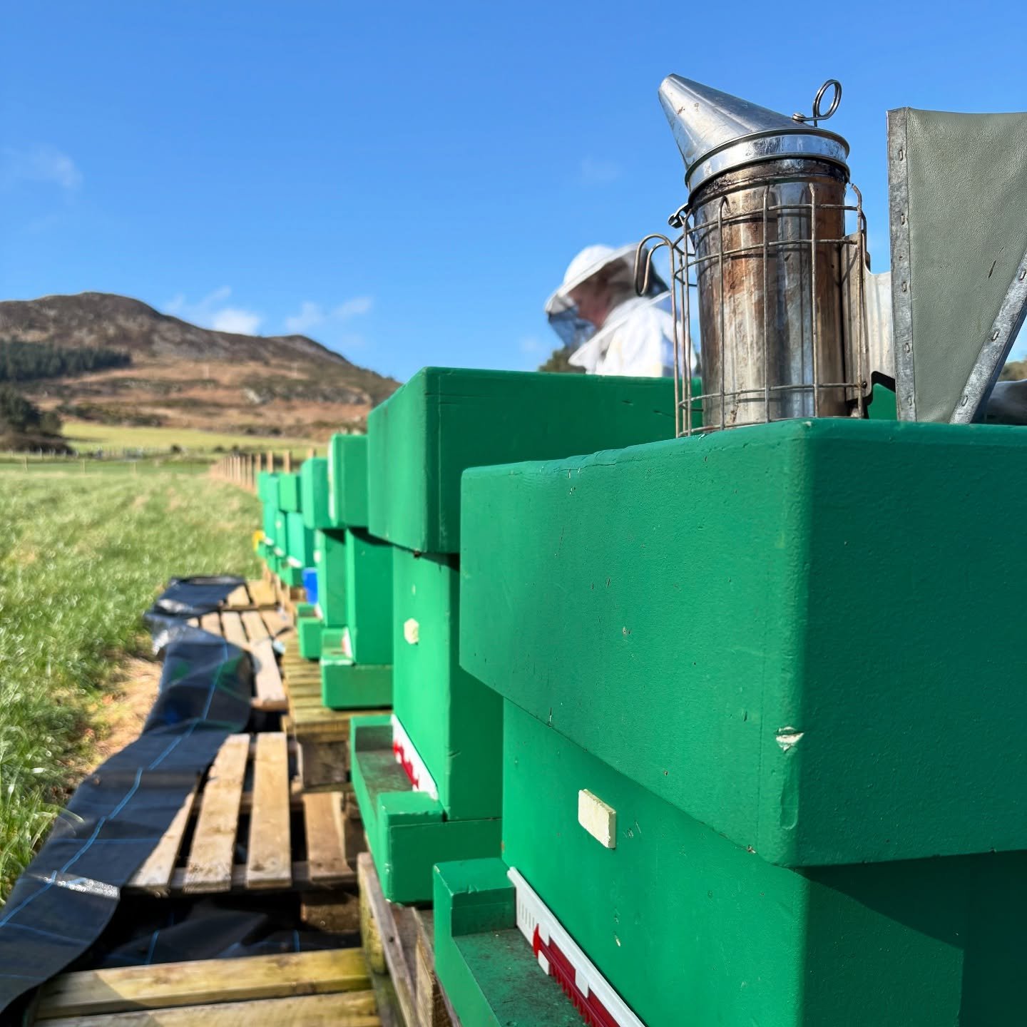 Brighter longer days ahead. This is our apiary  on @abercornfarm in @belmont.demesne. We checked the hives to make sure they have enough stores and all hives made it through the winter well. We look forward to getting back to proper inspections and w