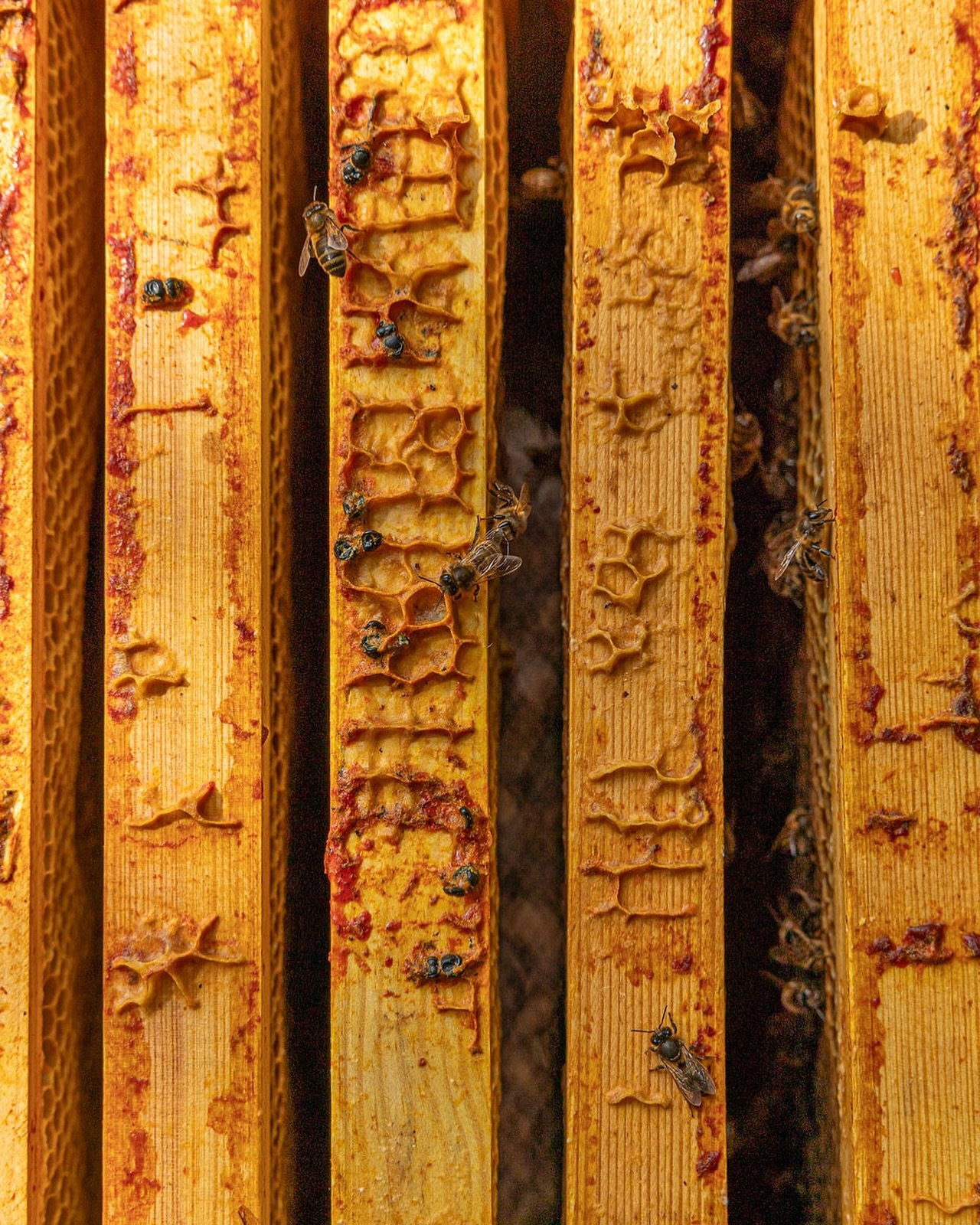 Our bees will be soon emerging from their winter rest. We can&rsquo;t wait to get the season going&hellip;