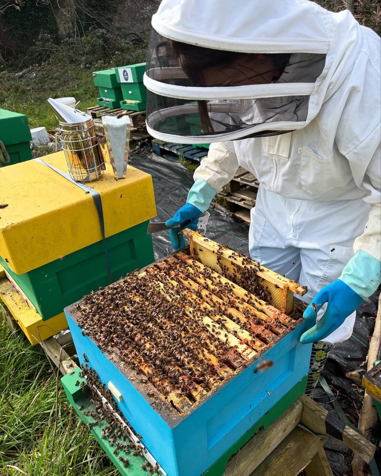 Great to get out and get a few quick checks on the bees yesterday as we prep them for a move down to the Oilseed rape in the next week or two-  ready to make this years soft set honey! #openhive