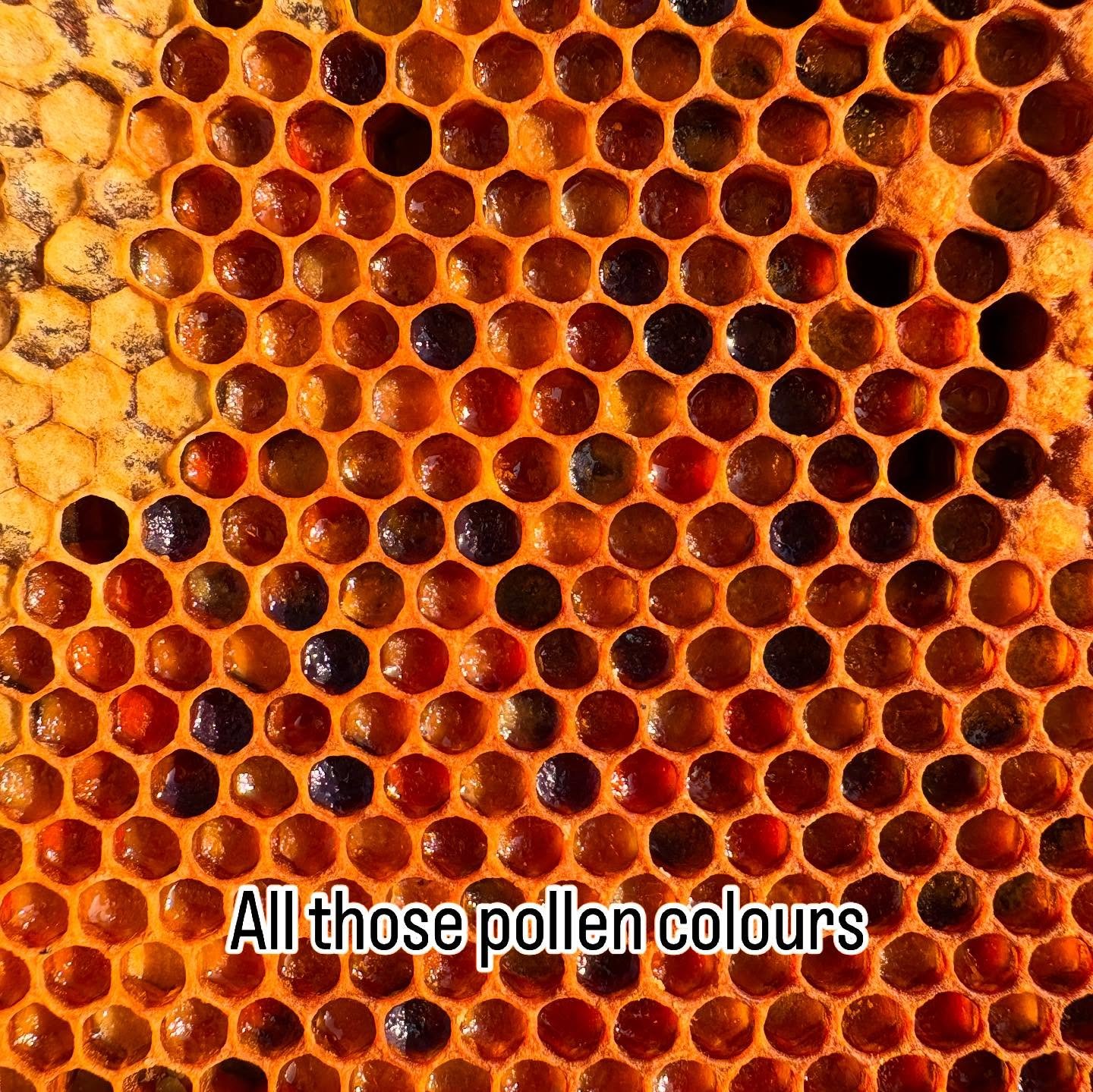 The bees have an abundance of pollen sources in May. The spring nectar flow is beginning to slow down but the pollen coming in is gorgeous! #openhive