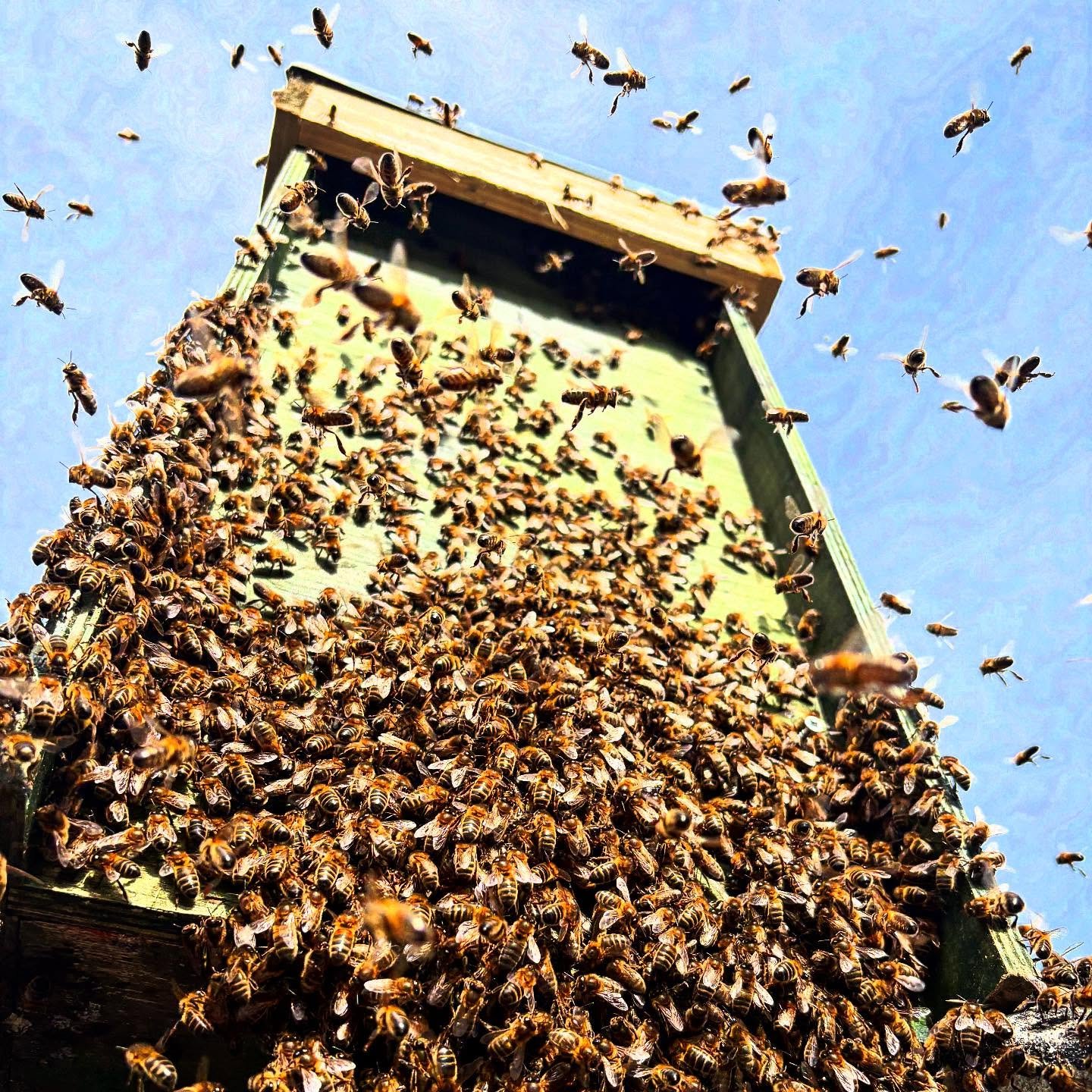It&rsquo;s definitely swarm season! There is a new nectar flow beginning and the bees are on the move. This was an empty nest box we put up yesterday in our yard. The bees have moved in and we will quarantine them  and test them for any brood disease