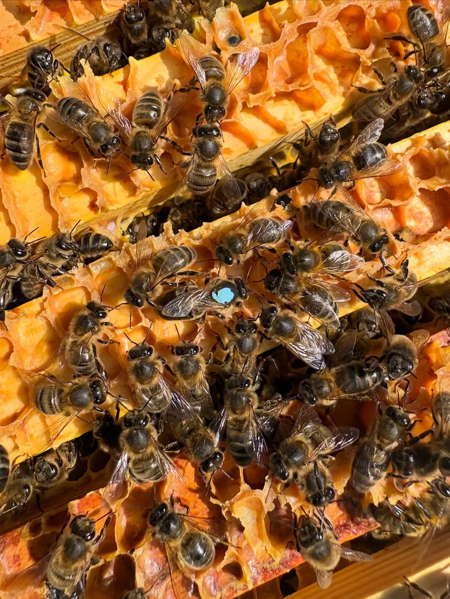 Getting the last few queens clipped and marked yesterday before the populations really take off!