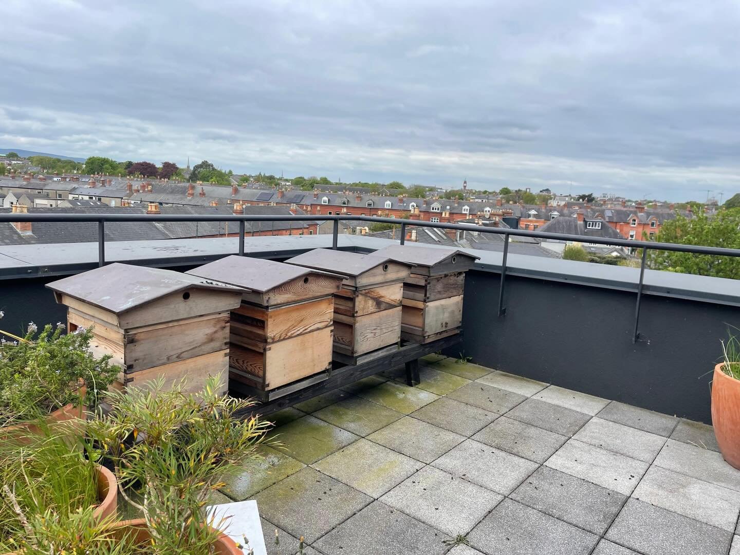 Bees in the @thedevlindublin doing great and enjoying the warmer weather.