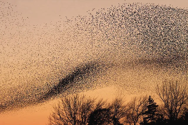 Starling Mumuration 