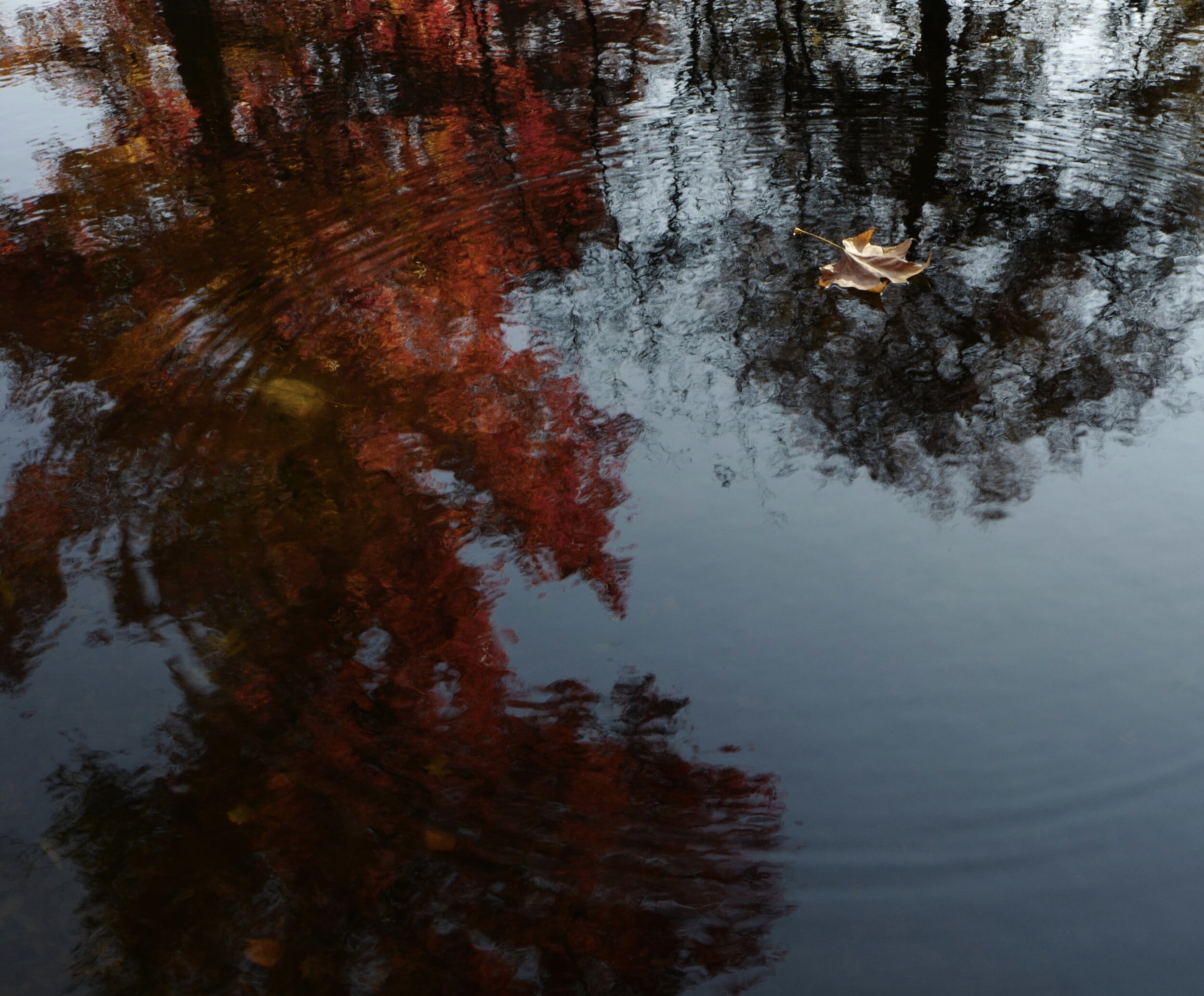 Parc de la Vallée au loups, automne 2018