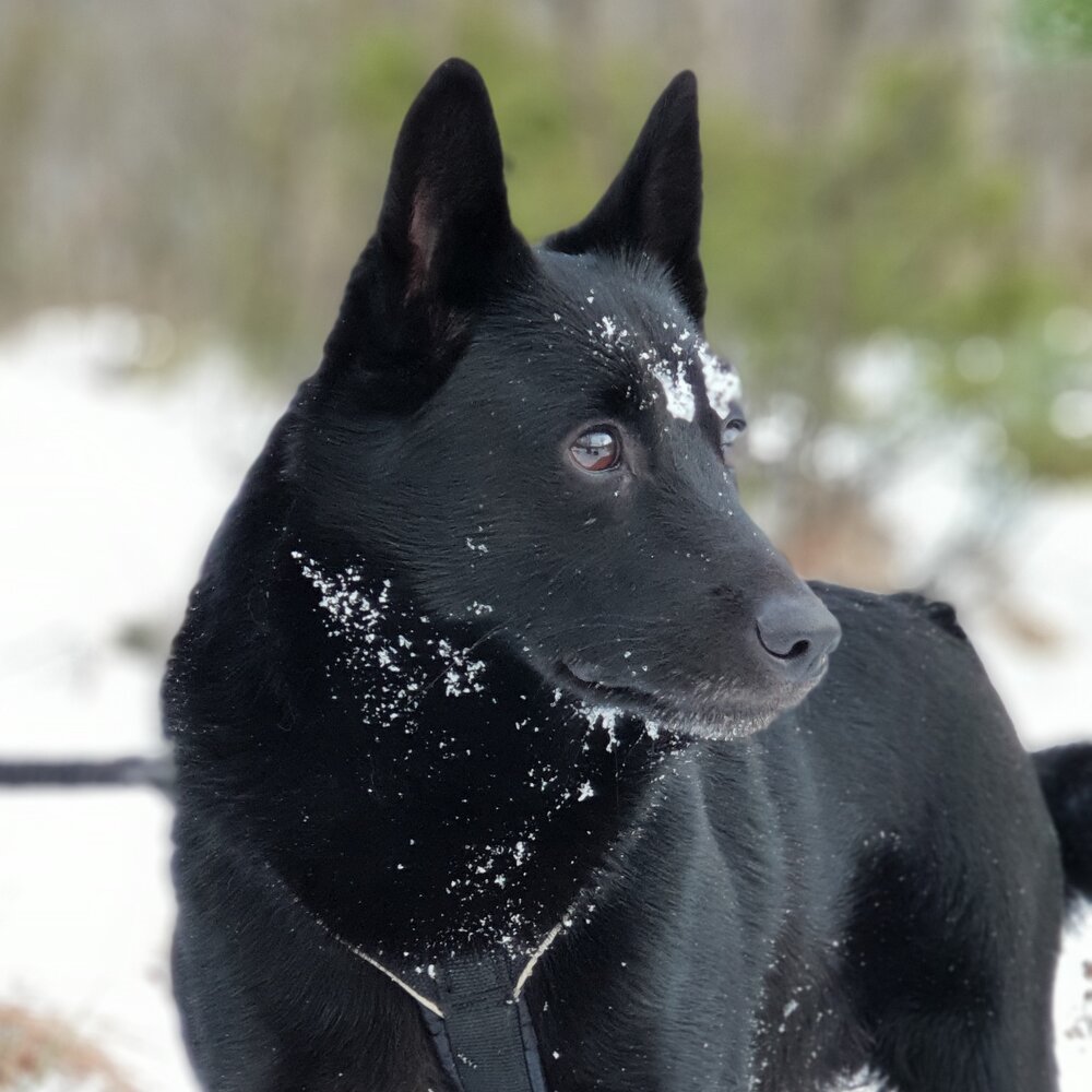 Nordamerika Berolige Bestemt Dyrefag med hund — Tveit vgs
